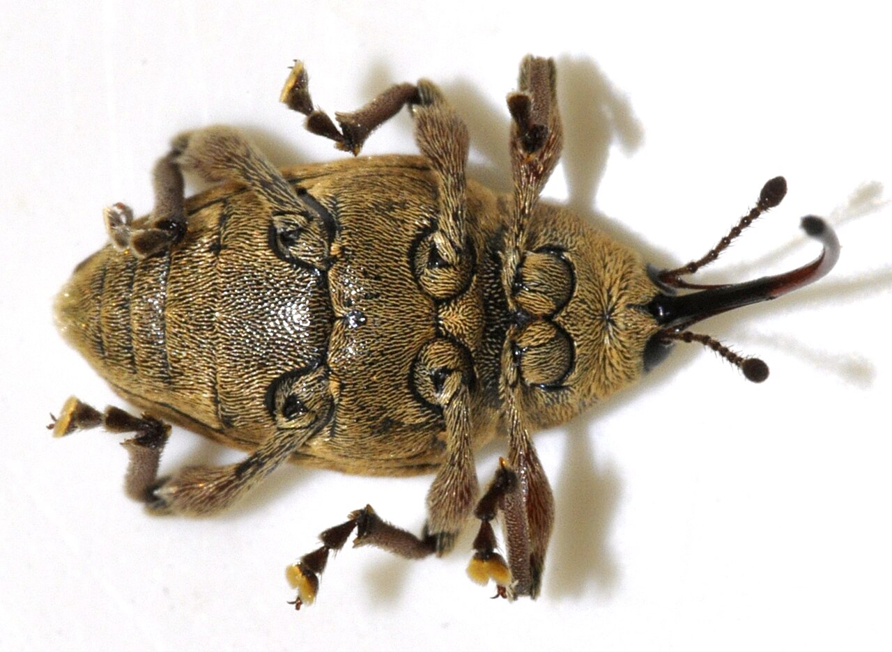 Ljeskotoč (Curculio nucum), najopasniji štetnik lijeske s karakterističnim dugim rilom