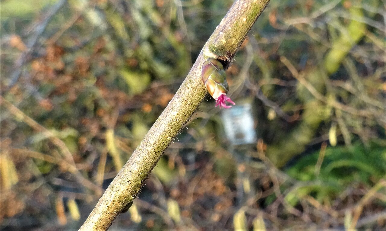 Ženski cvijet lijeske s crvenim njuškama tučka (Corylus avellana)