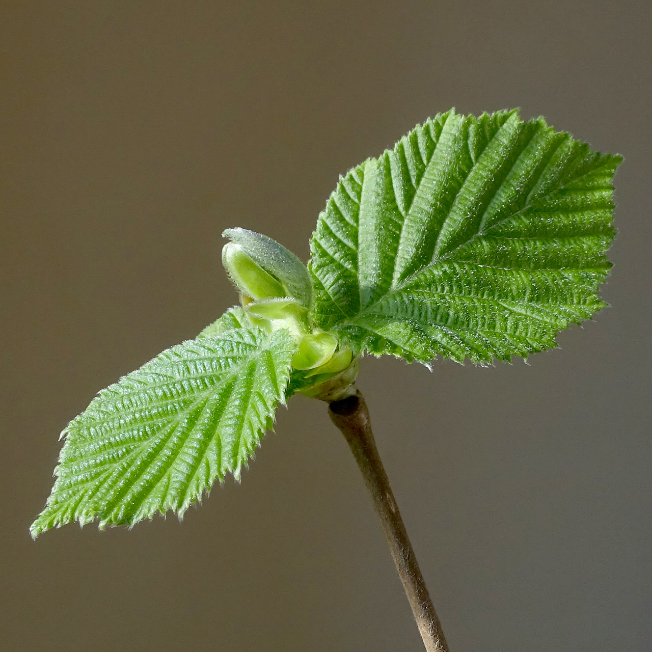 Listovi lijeske (Corylus avellana)