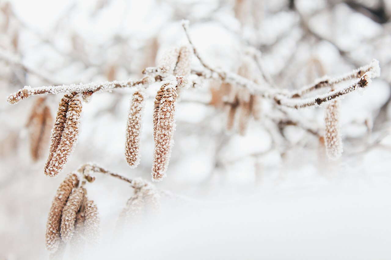 frost-covered hazelnut catkins