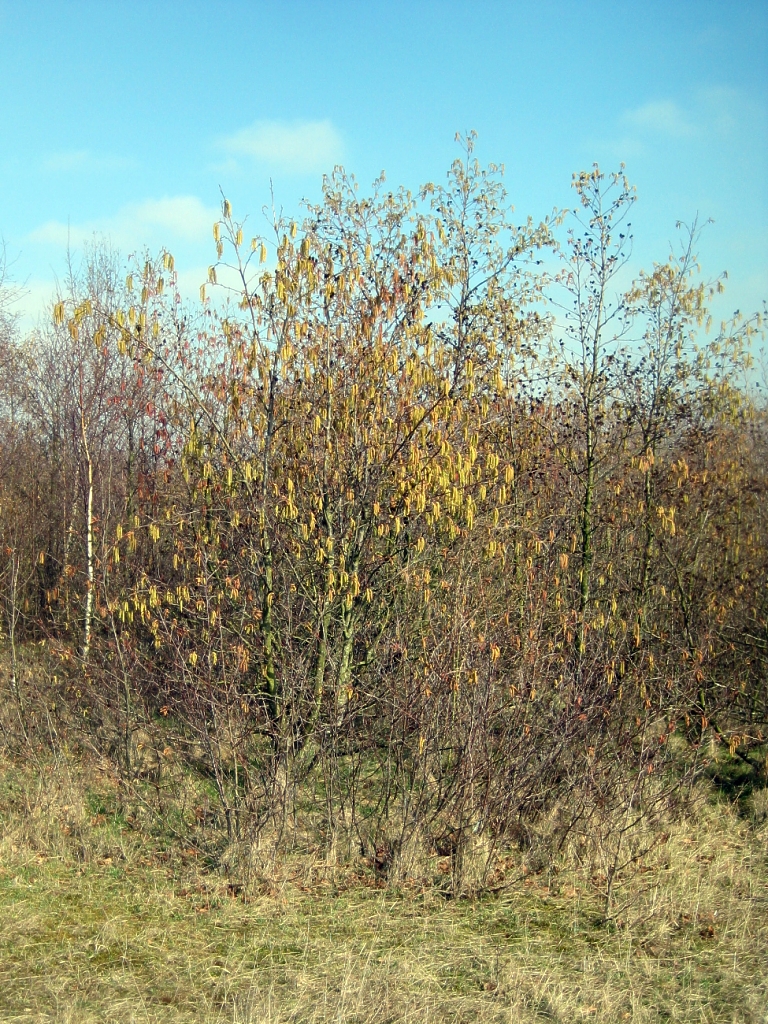 Hazel shrub in field