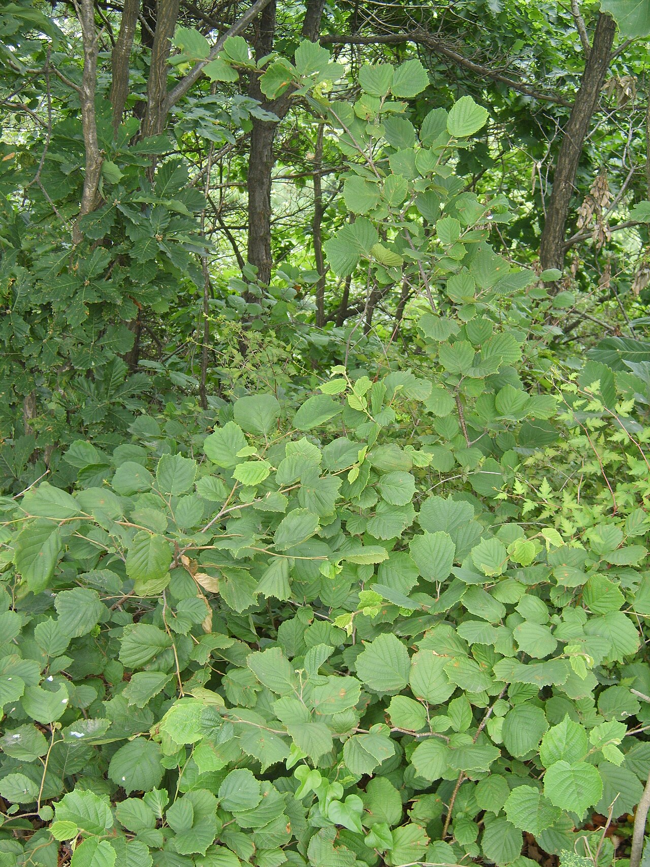 Hazel shrub in forest