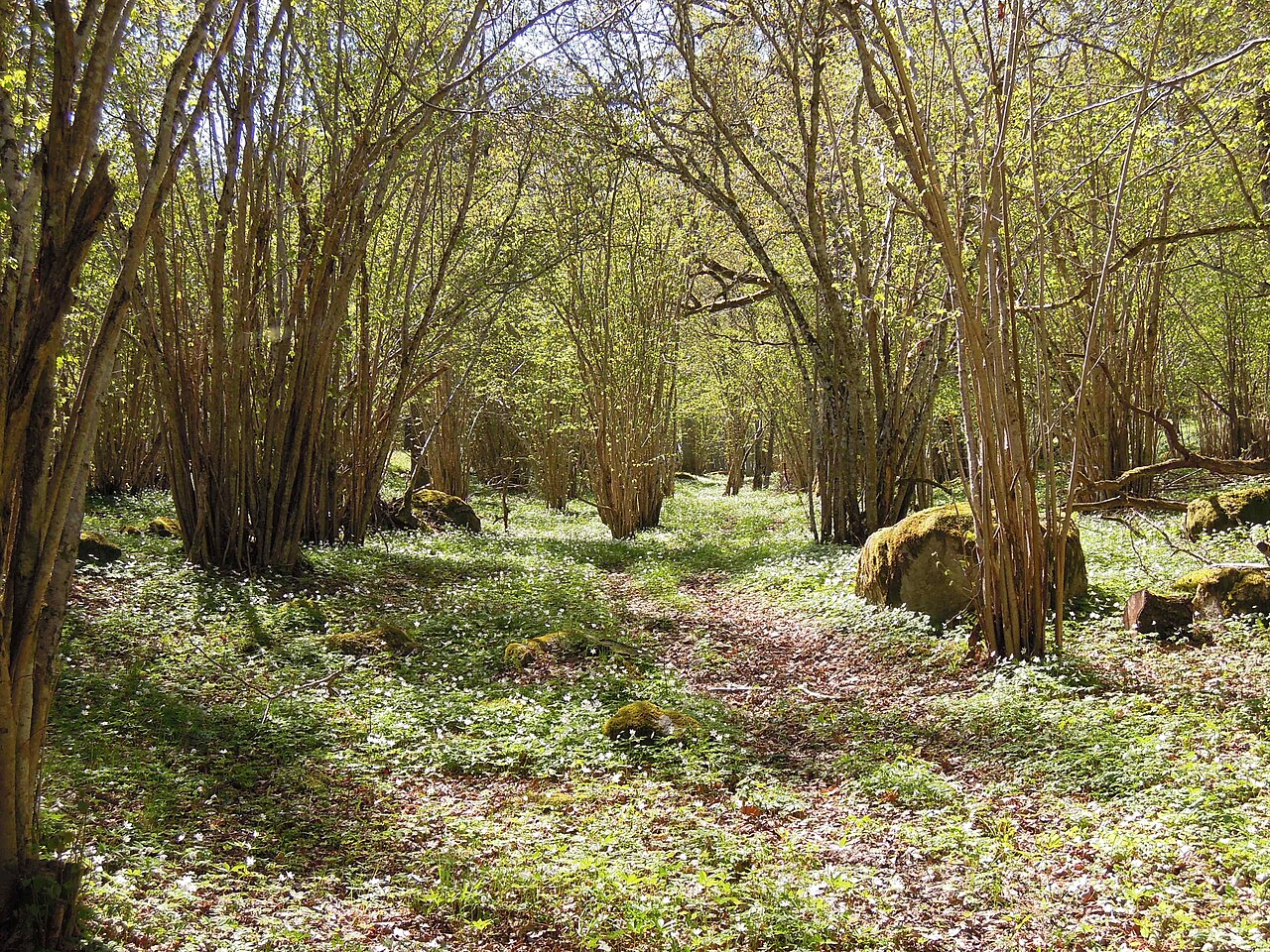 hazel grove in forest