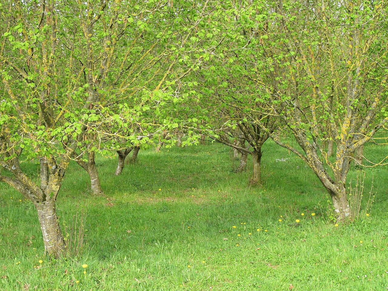 hazelnut orchard in grassy field