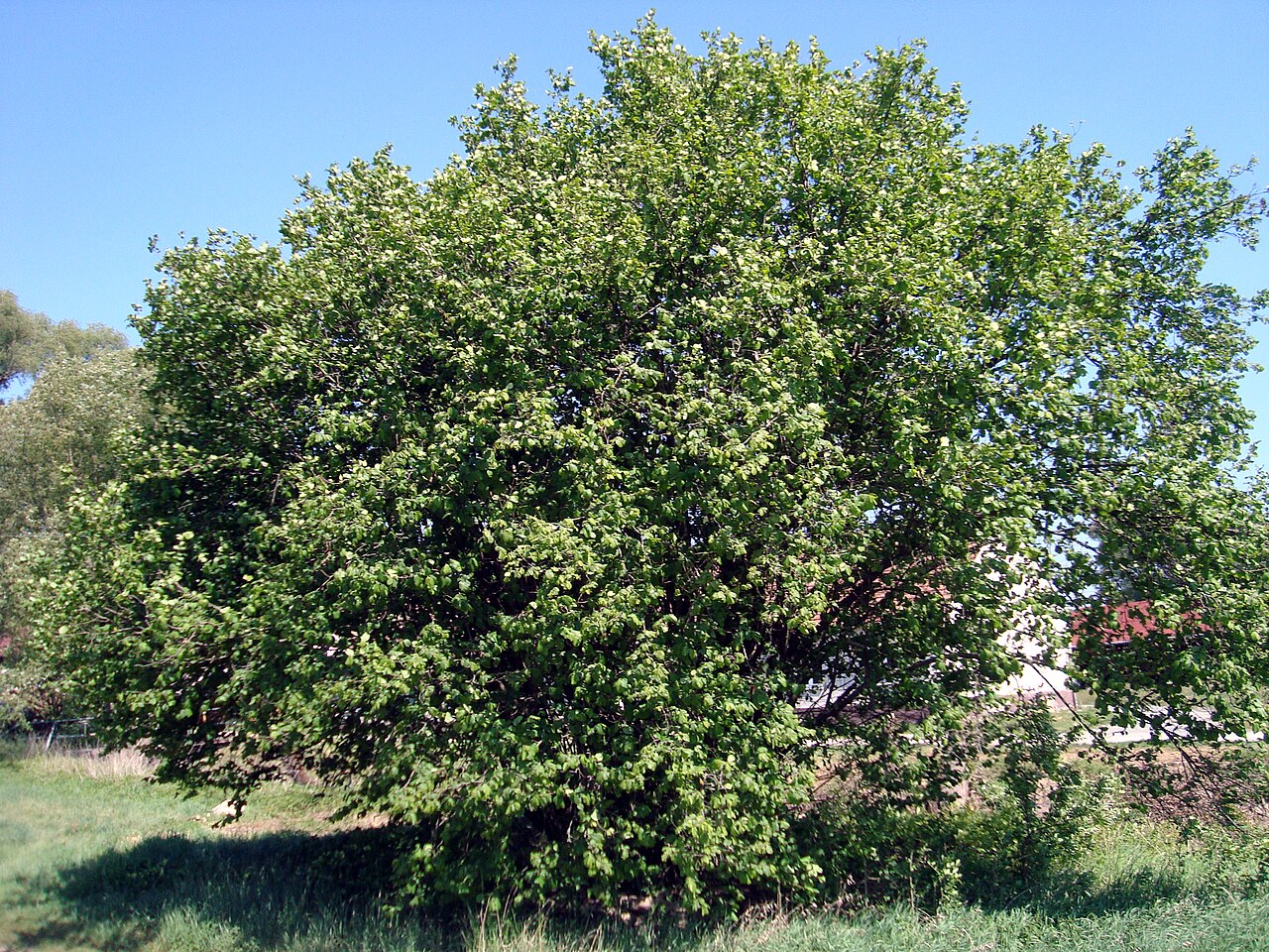 hazelnut bush in field
