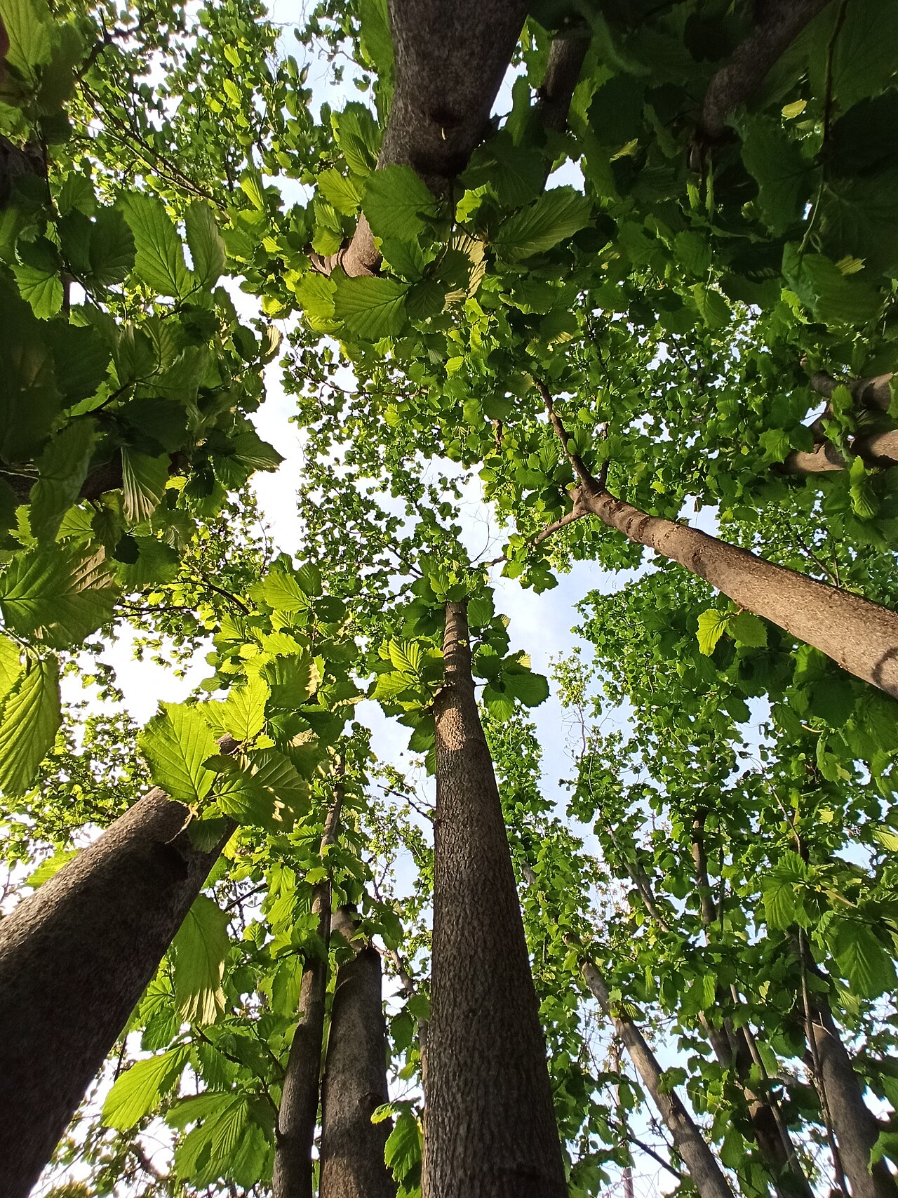 Hazel trees looking up