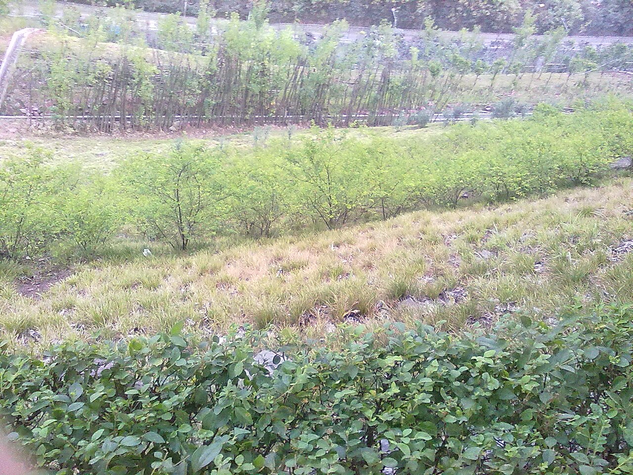 Hazelnut bushes in field