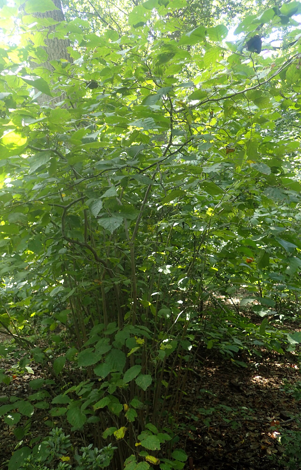 hazelnut bush in forest