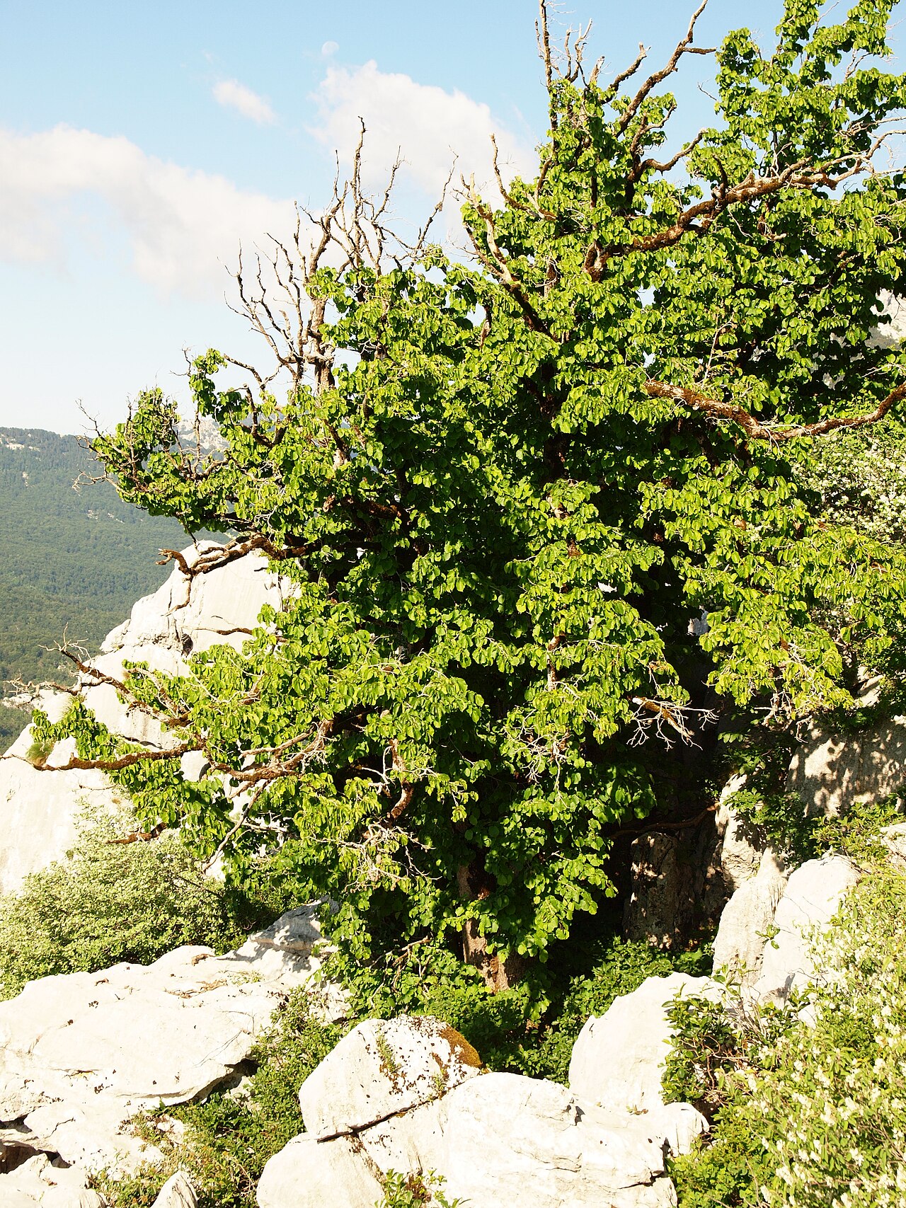 Hazel nut tree on rocky slope