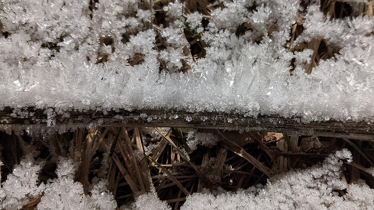 frost on hazelnut branches