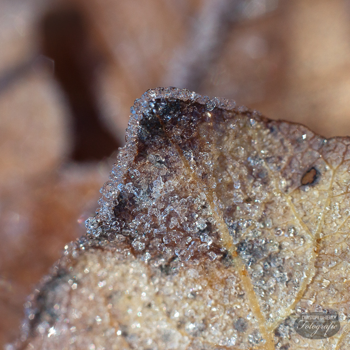 frost on hazelnut leaf detail