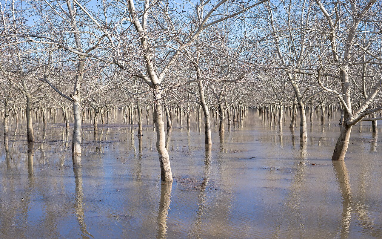 Flooded orchard with bare trees