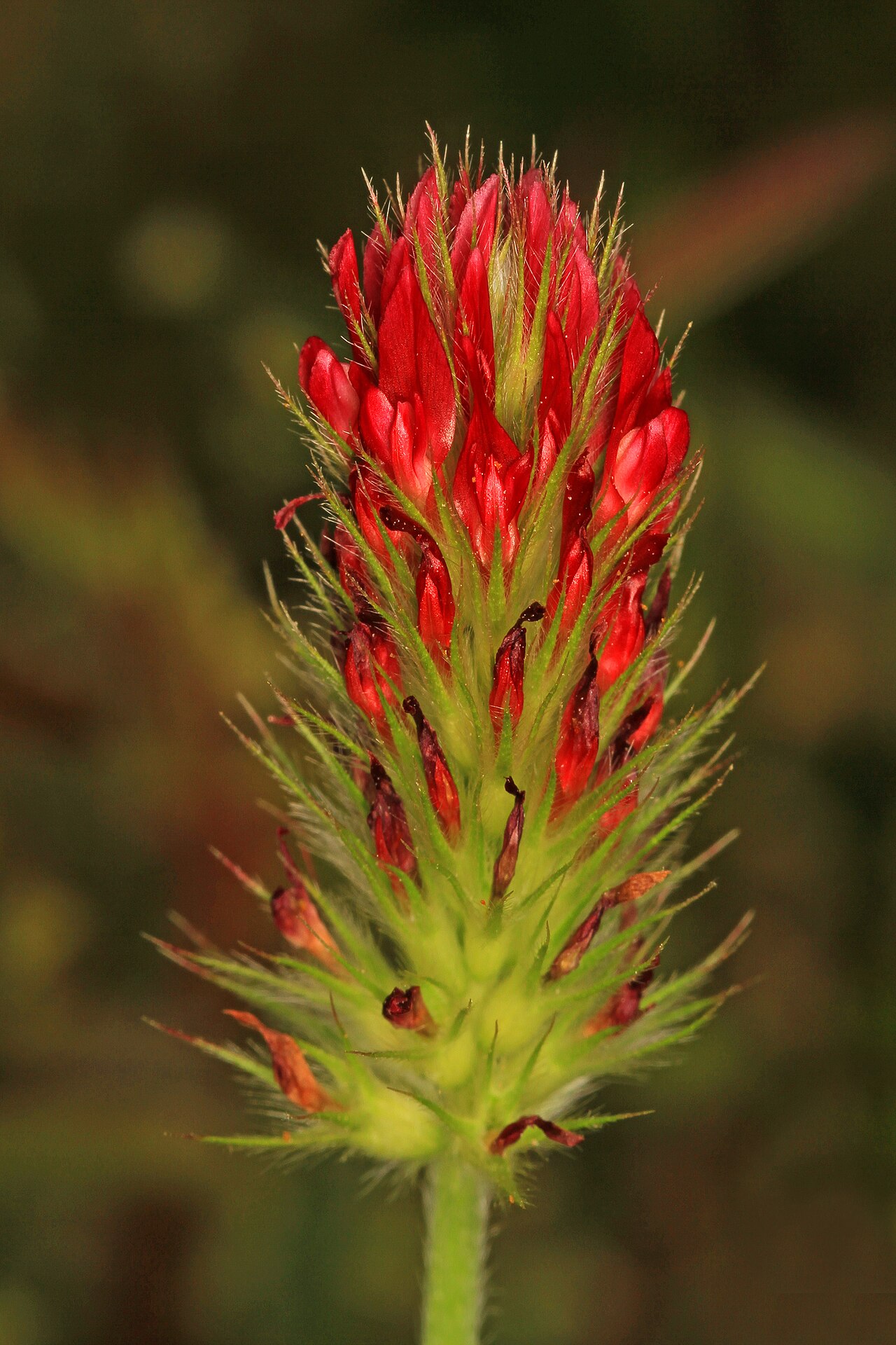 Inkarnatka (crvena djetelina, Trifolium incarnatum) u cvatu, leguminoza za sideraciju