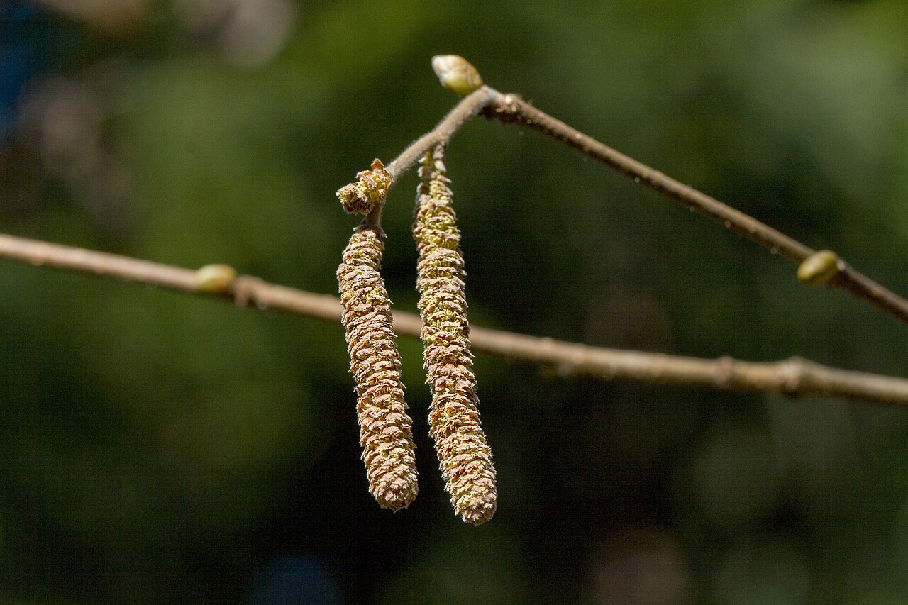 Viseće rese (muški cvjetovi) lijeske (Corylus avellana) na grančici bez lišća u doba zimske cvatnje