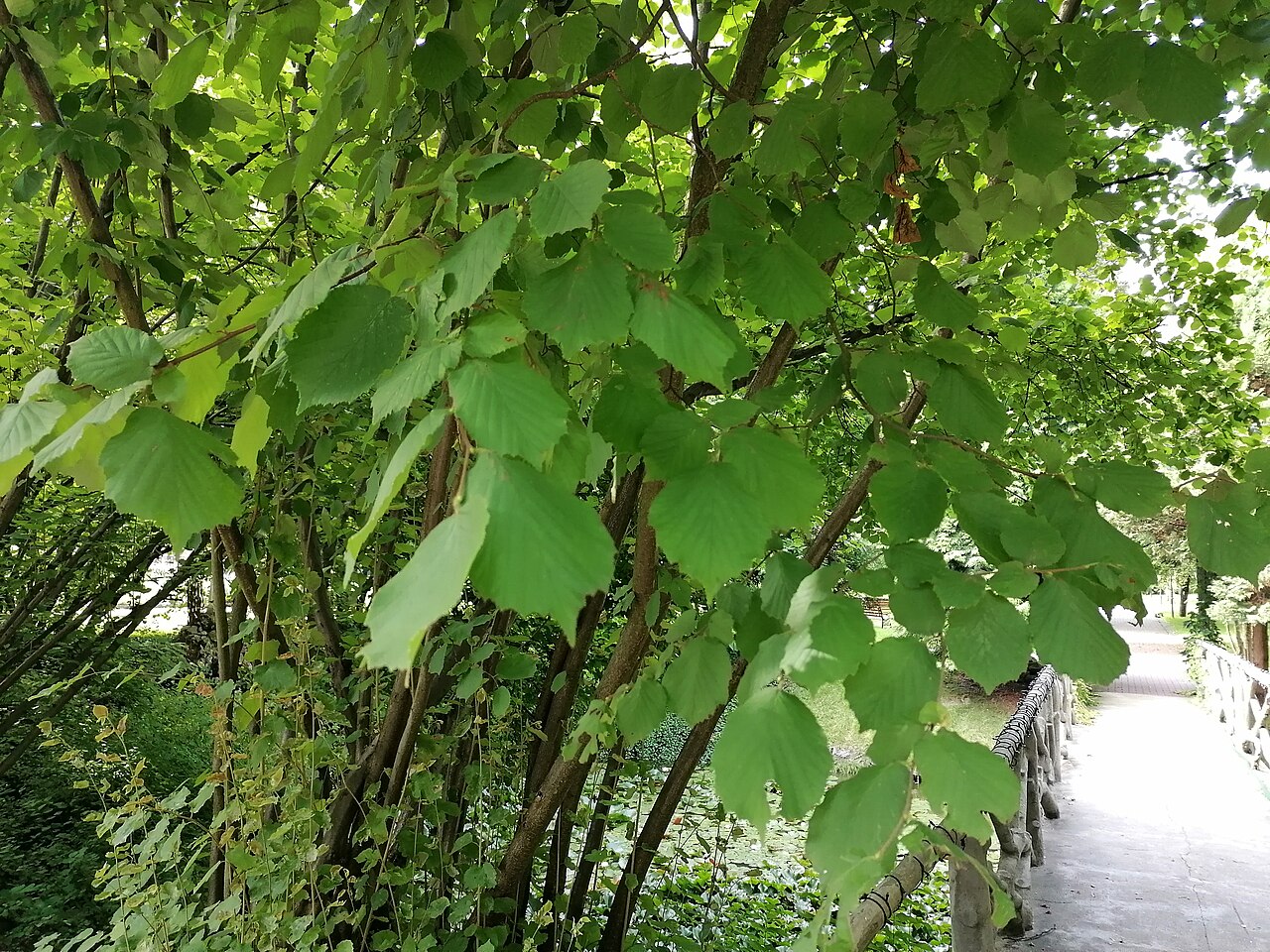 Plod lombardijske lijeske Corylus maxima s ovojnicom duljom od ploda