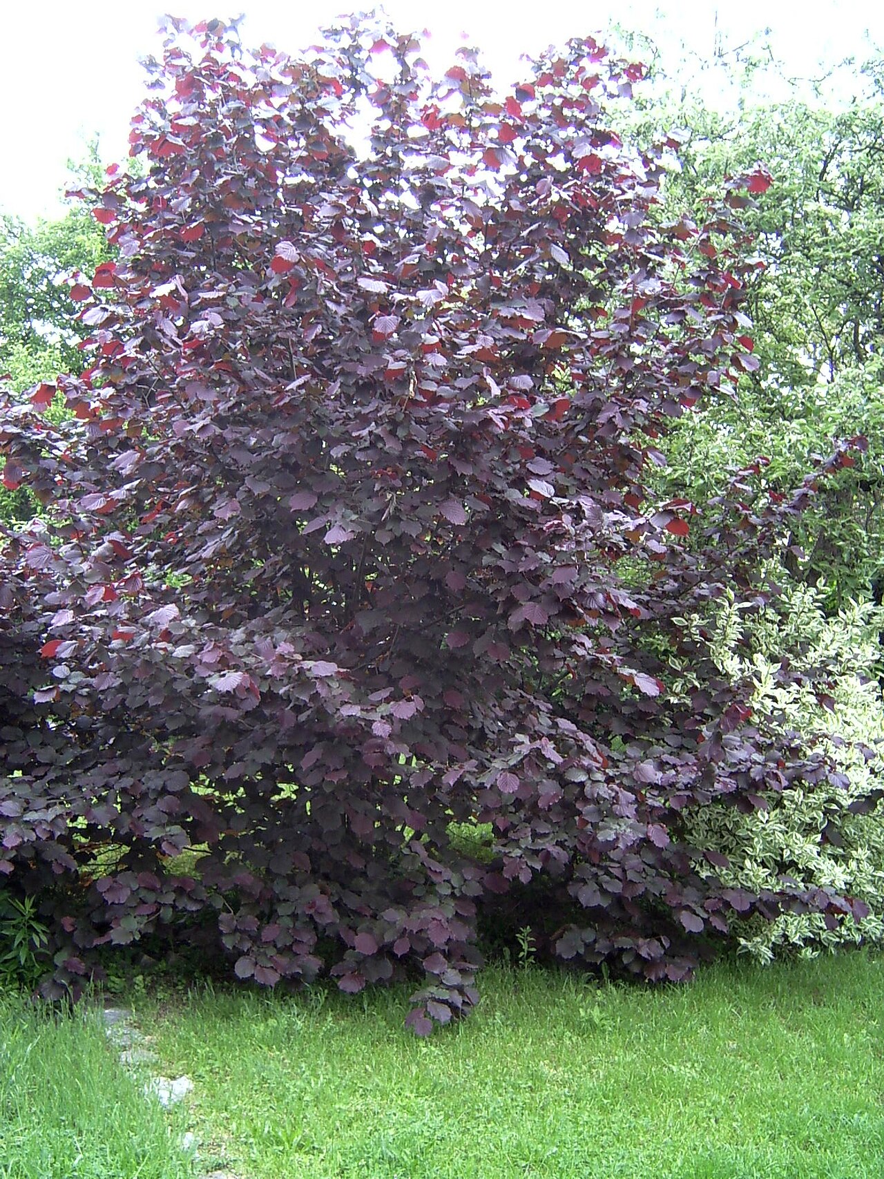 purple leaved hazelnut shrub