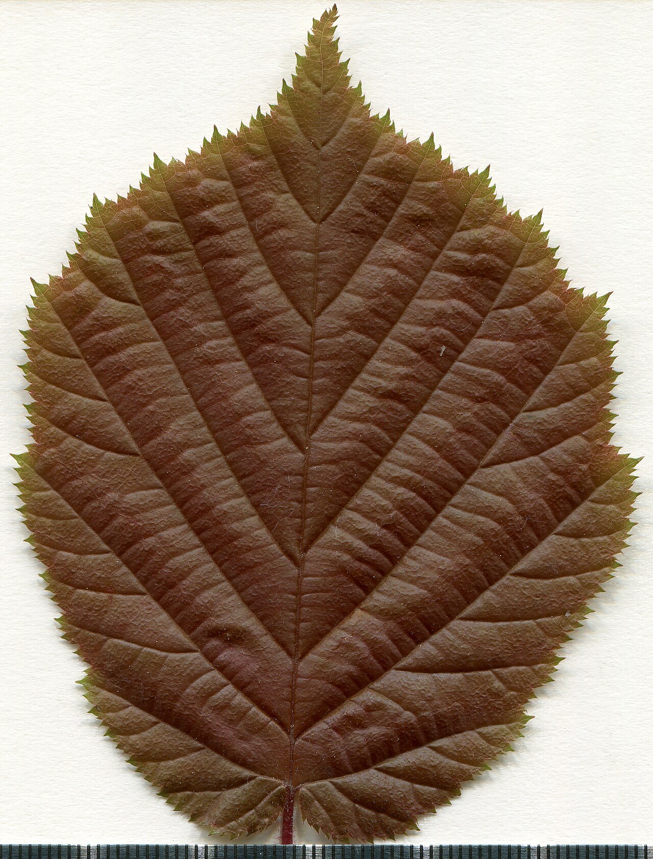 Herbarski primjerak lijeske (Corylus avellana) — morfološke osobine lista i ploda