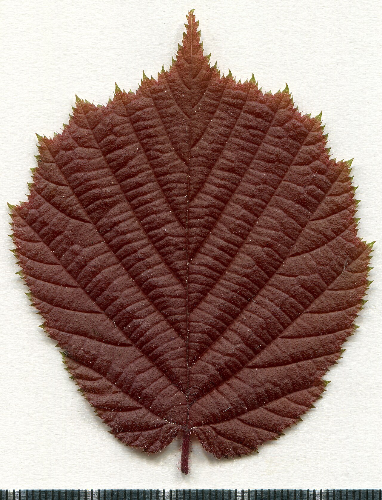 Herbarski list europske lijeske (Corylus avellana), domaćina istočnoameričke plamenjače
