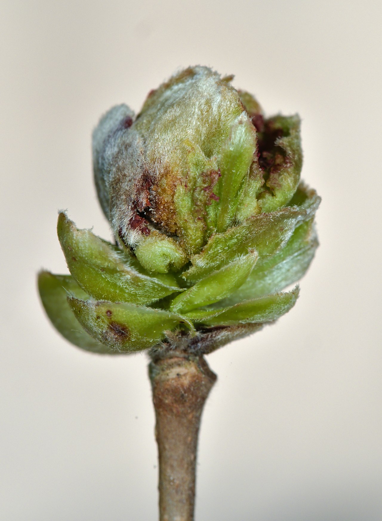 Grinja velikog pupa lijeske (Phytoptus avellanae) — sorta 'McDonald' otporna je i na ovog štetnika