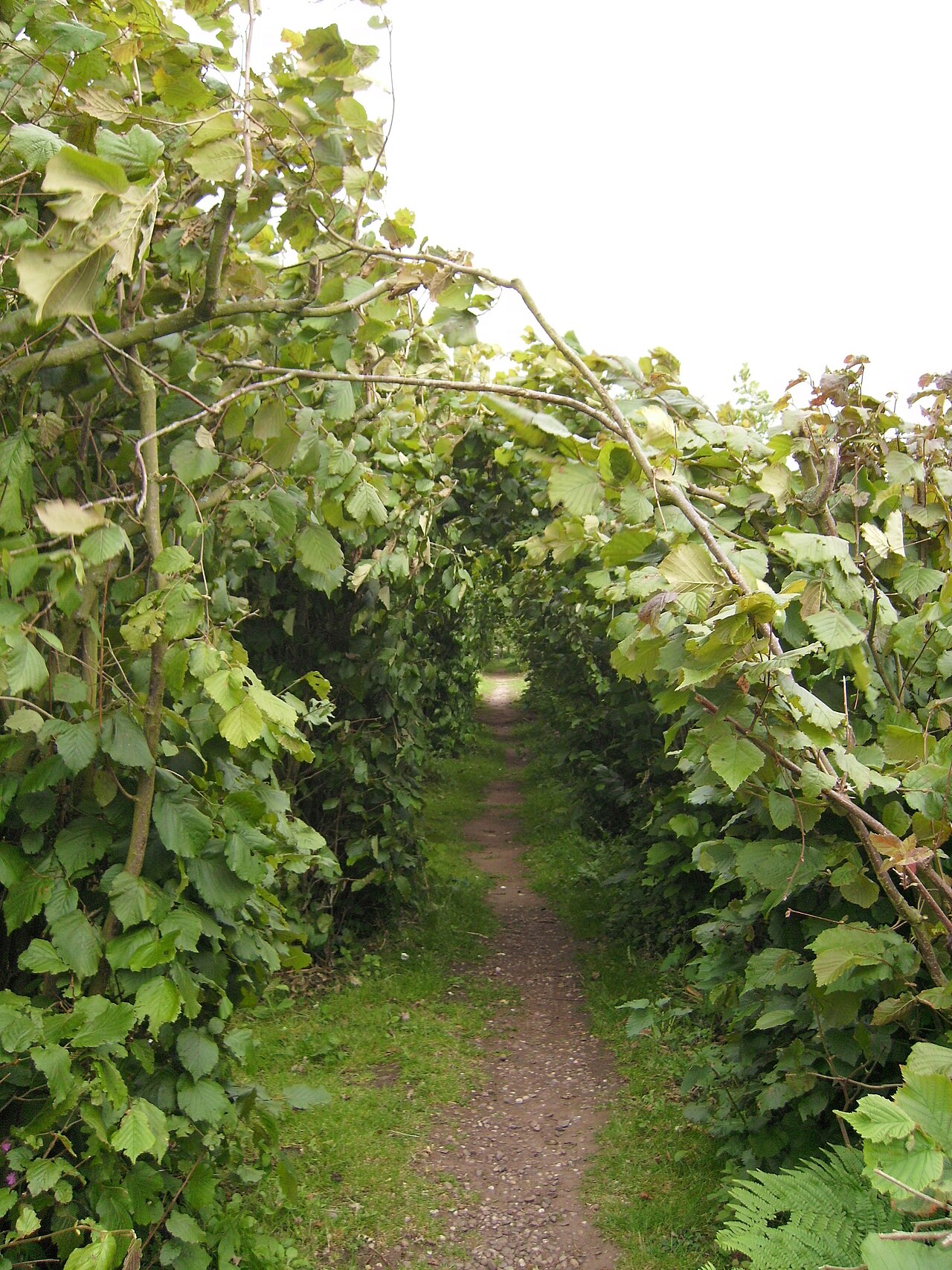 Nasad lijeske — uzgoj europske lijeske (Corylus avellana) za koji vrijedi nabava certificiranih sadnica unutar EU