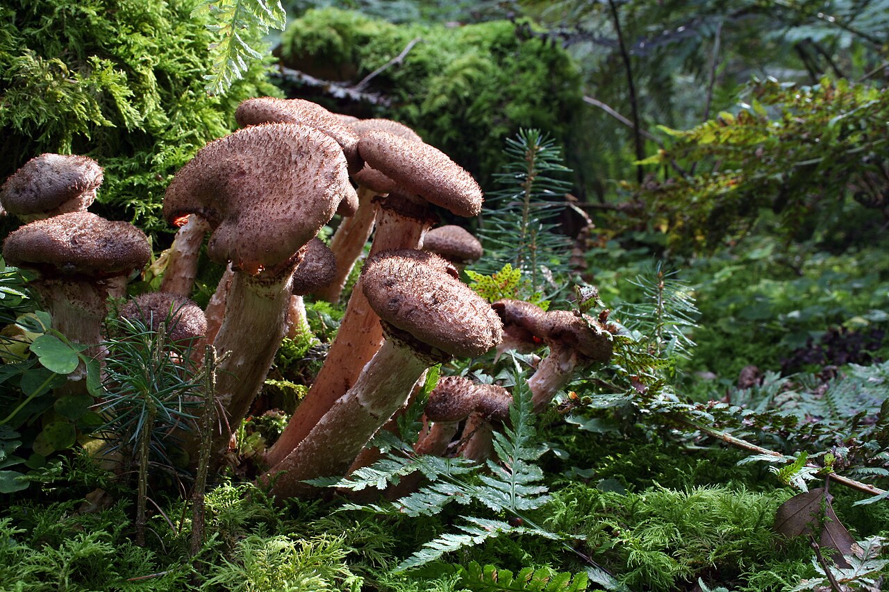 Armillaria mellea (medenjača) — uzročnik truleži korijena, jedan od reguliranih nekarantenskih organizama (RNQP) lijeske