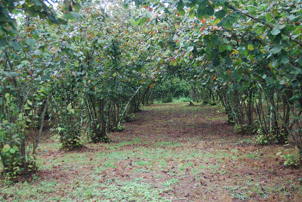 Grm sorte Cosford (Corylus avellana 'Cosford') zimi, obložen resama