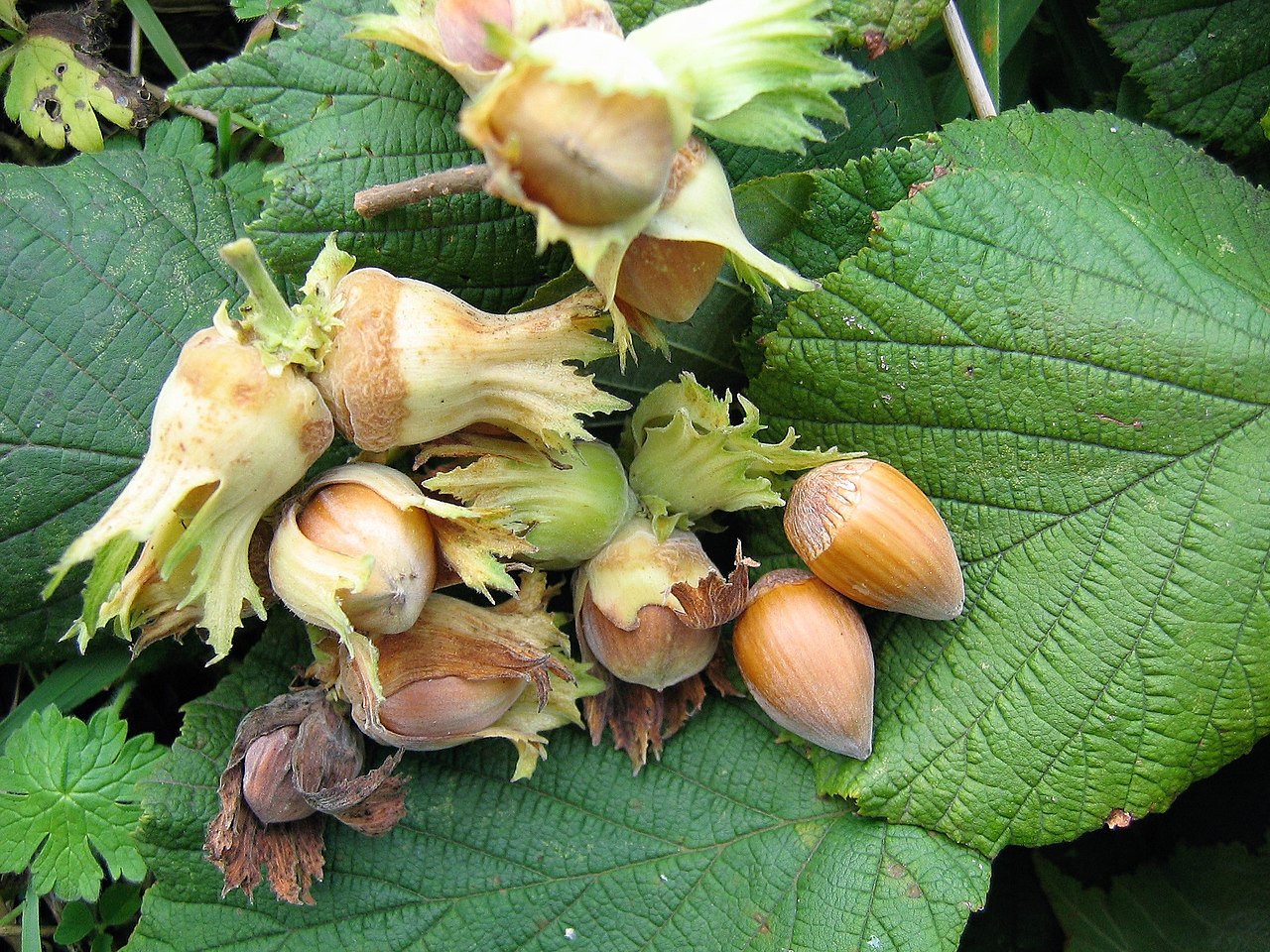 Plodovi lijeske (Corylus avellana) u ovojnici — generički prikaz