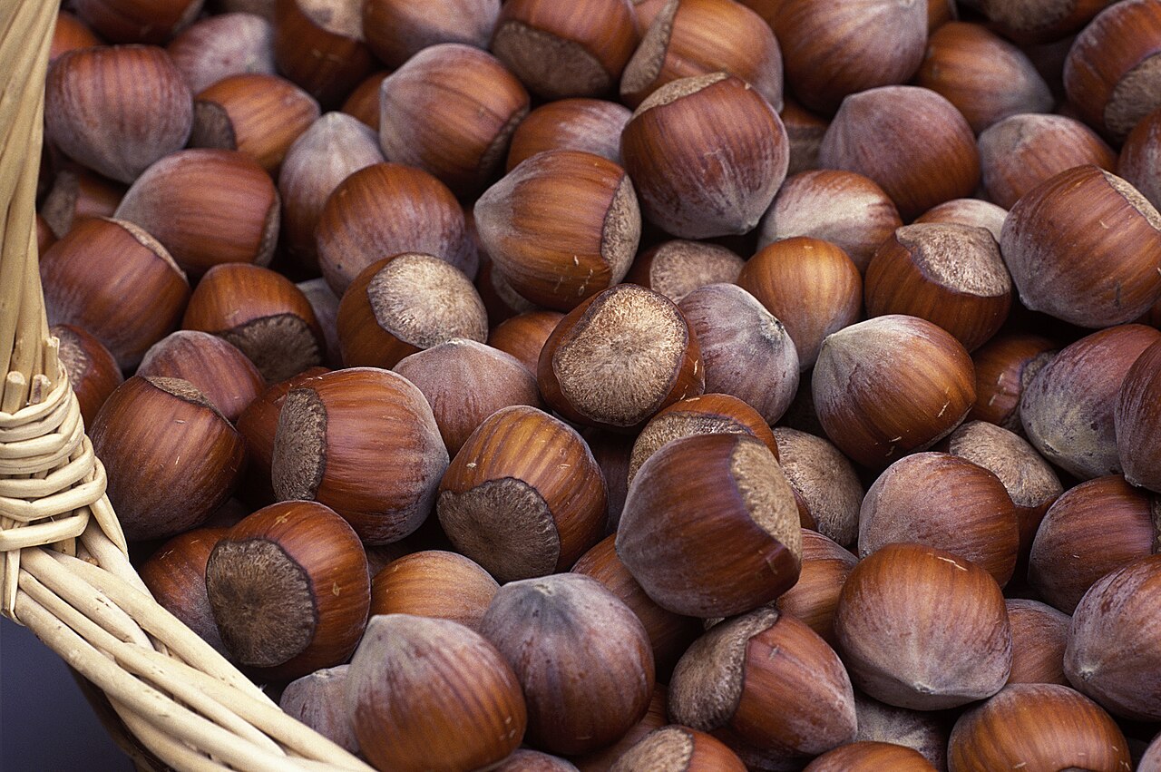 basket of European hazelnuts