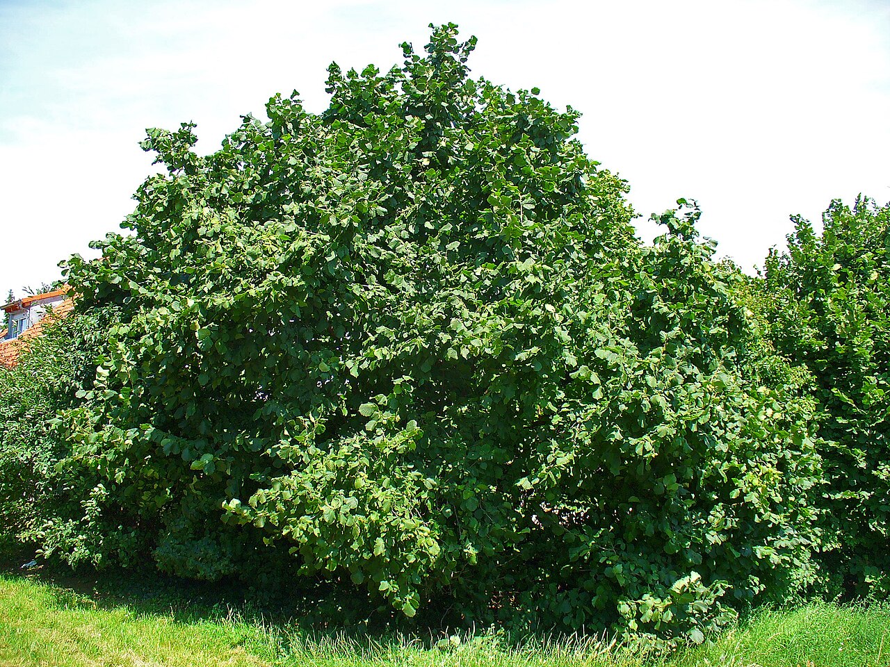 List lijeske (Corylus avellana) okruglastog oblika