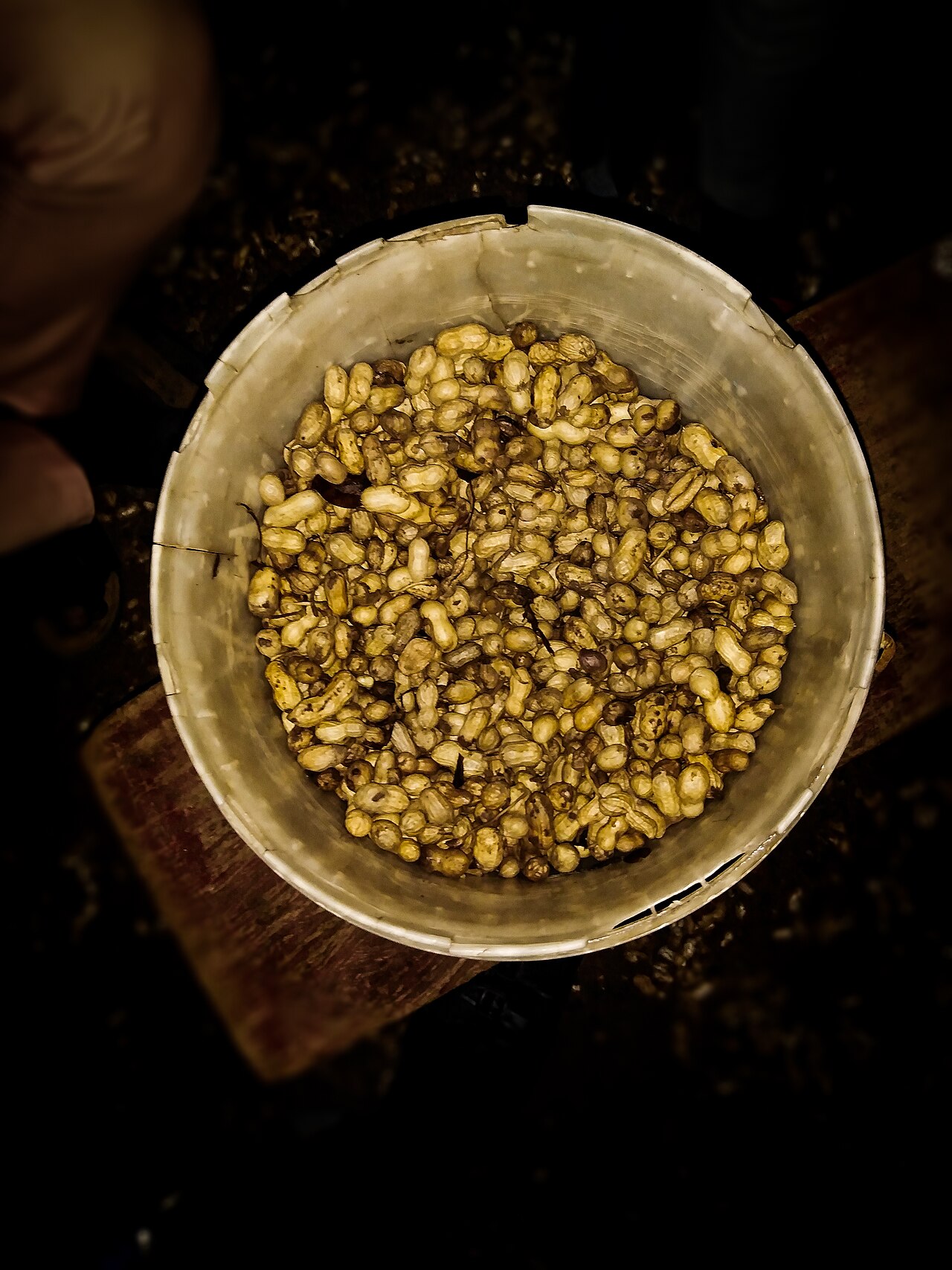 Bucket of harvested hazelnuts