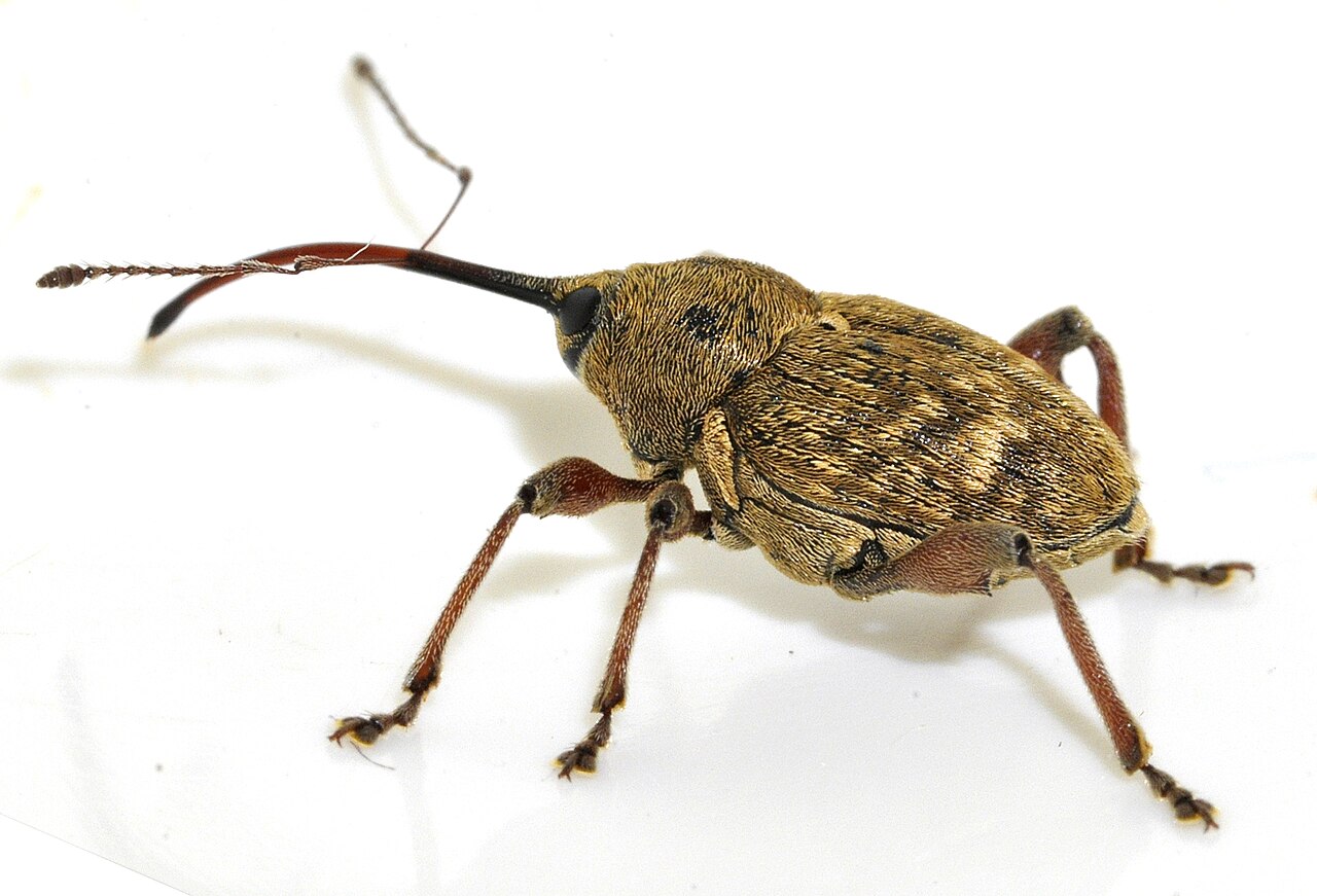 Ljeskotoč (Curculio nucum), štetnik plodova lijeske