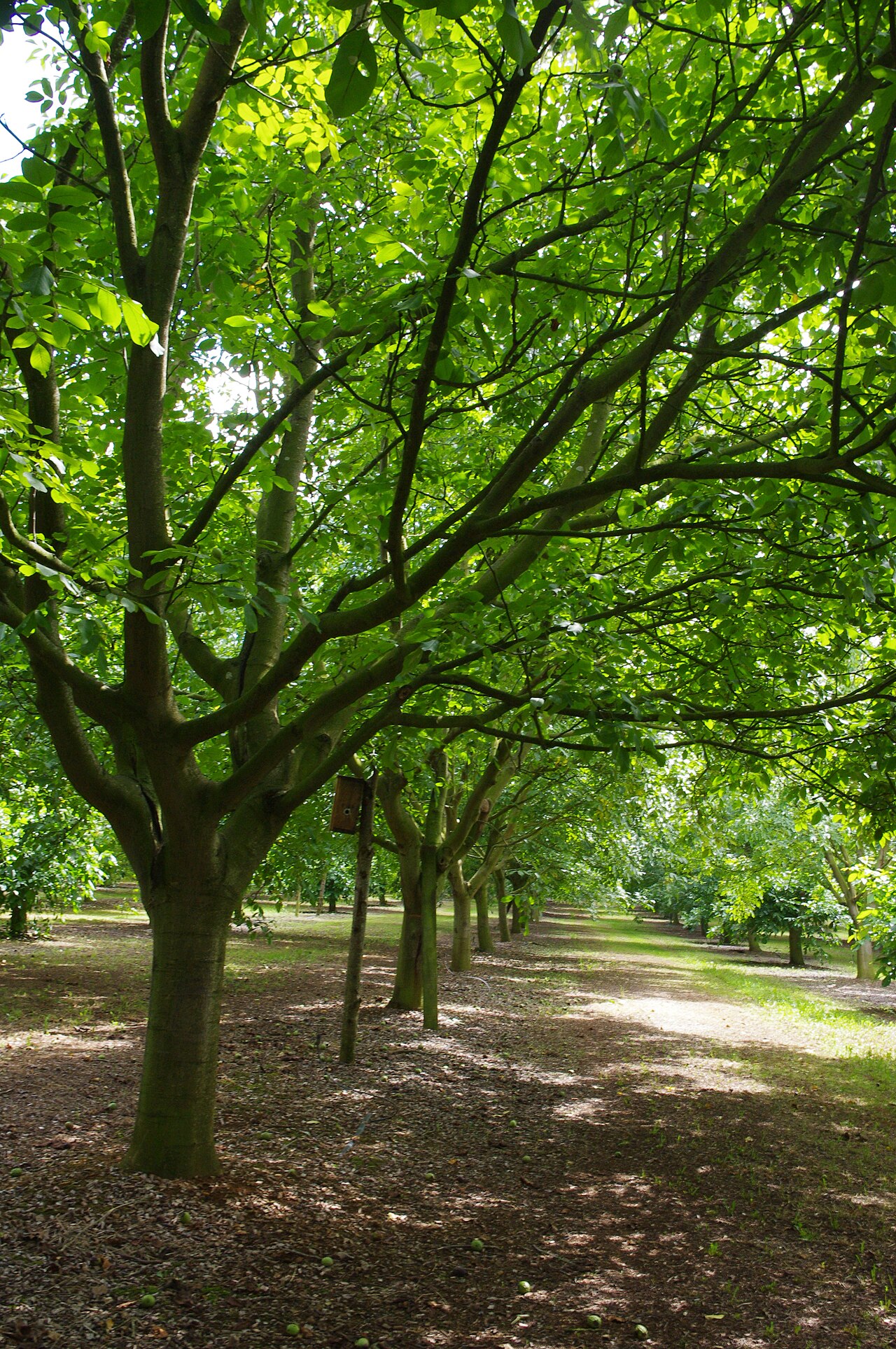 Hazel nut orchard rows