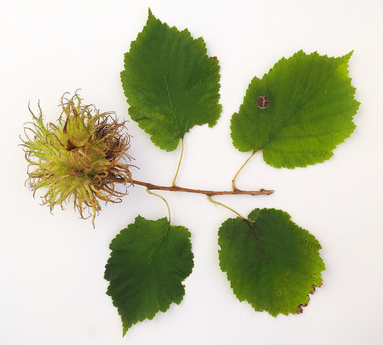 Medvjeđa lijeska (Corylus colurna), podloga za cijepljenje