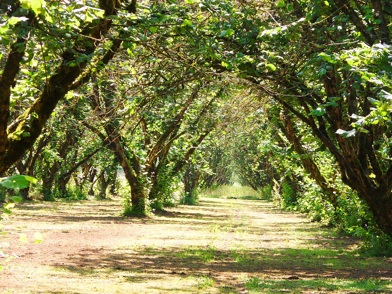 Hazel orchard rows