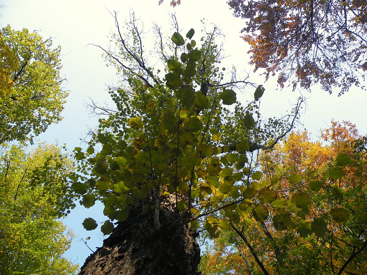 Hazel tree canopy in autumn