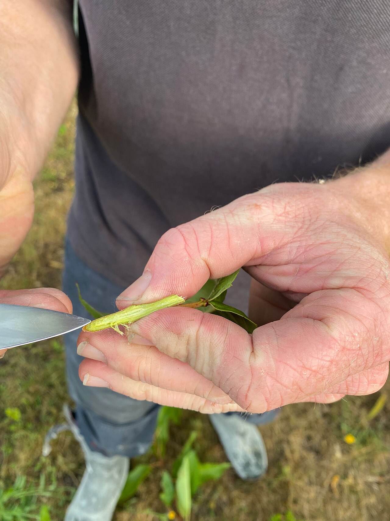 Grafting hazelnut scion onto rootstock