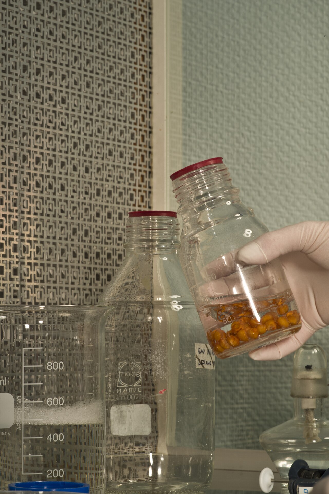 Dezinfekcija biljnog materijala za uvođenje u in vitro kulturu (primjer zrna kukuruza)