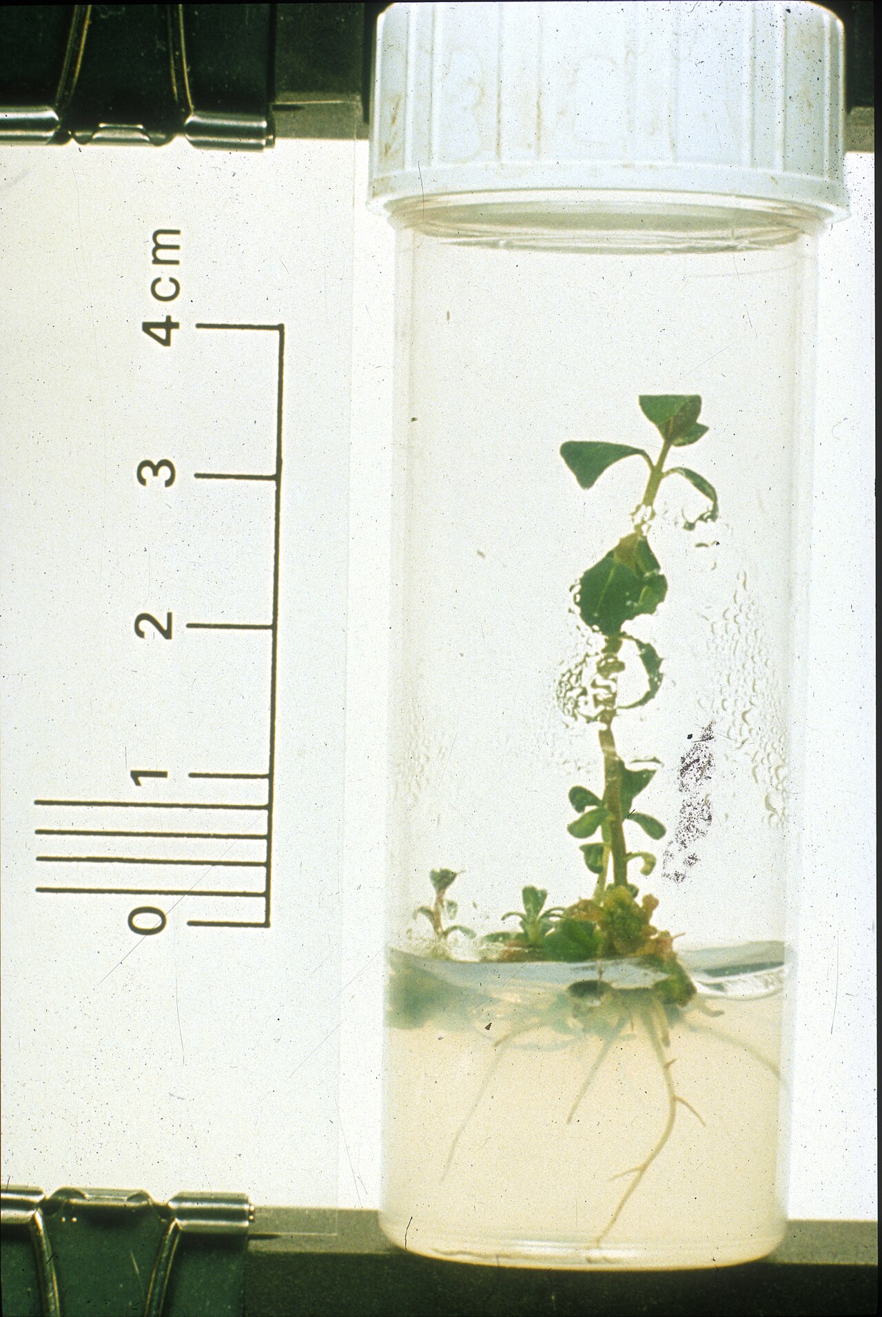 Hazelnut plantlet in tissue culture