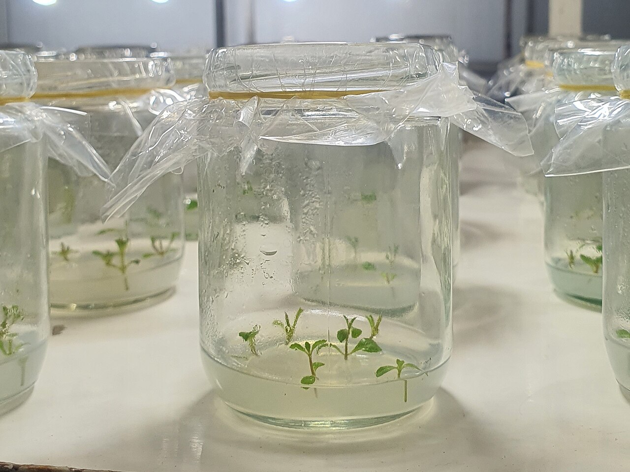 plant tissue culture in jars