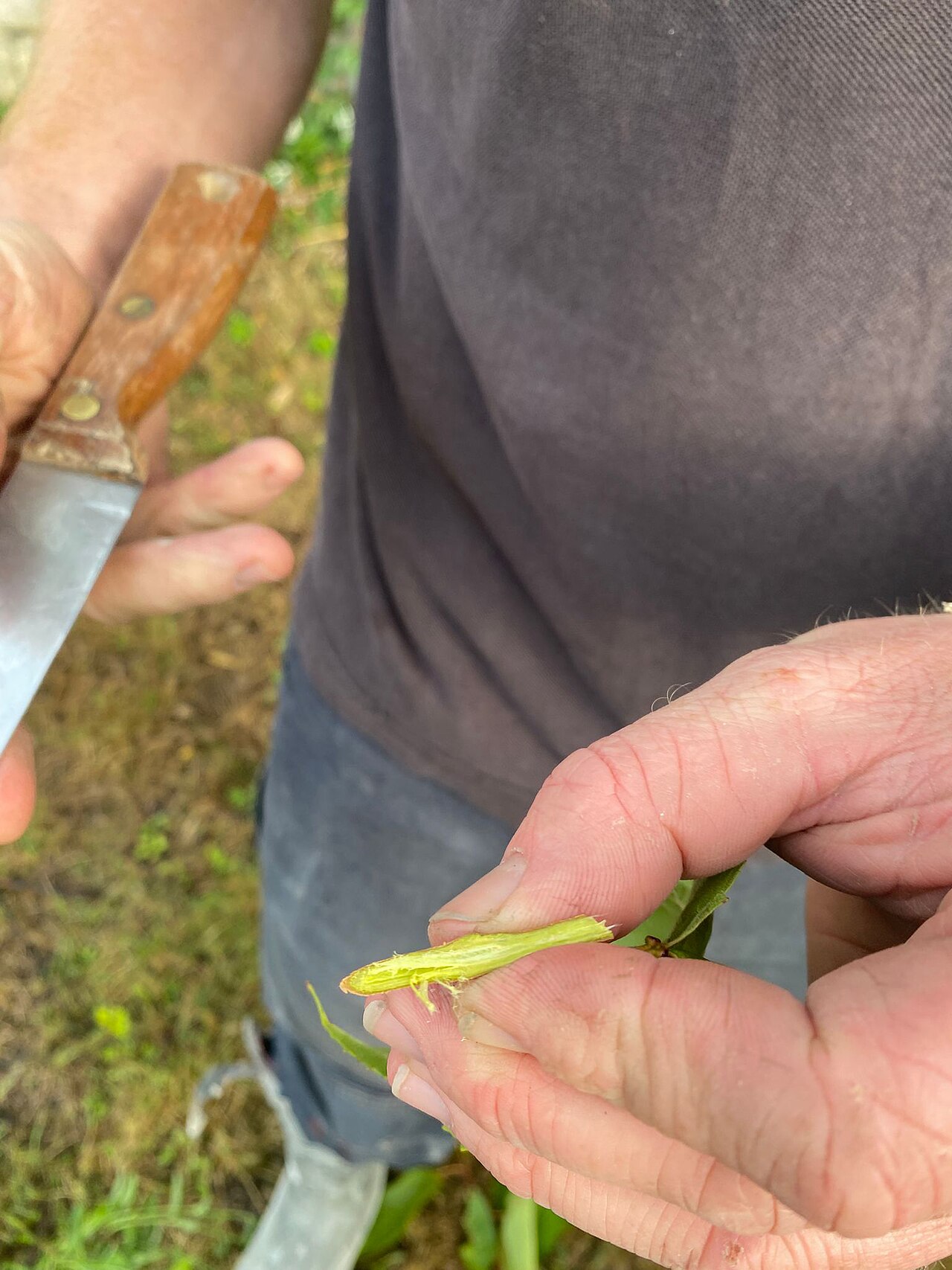 Inspecting hazelnut shoot for pests