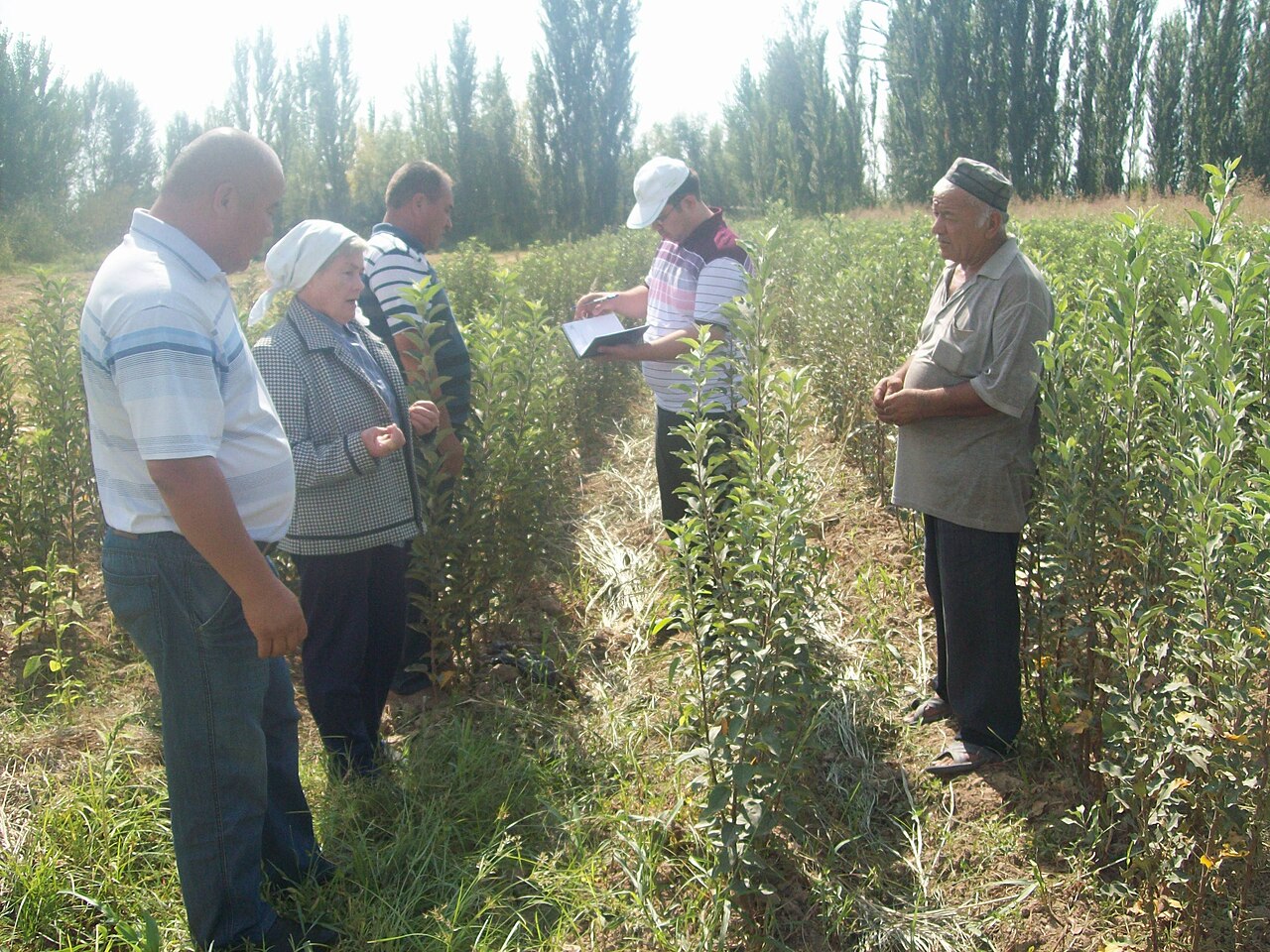 agricultural experts inspecting hazelnut trees