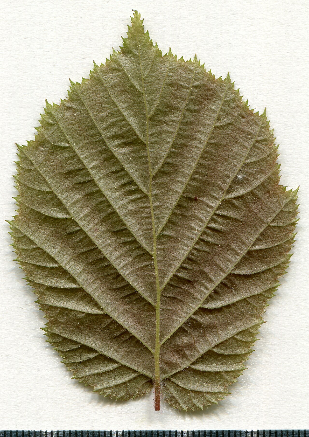 Herbarski primjerak lista obične lijeske (Corylus avellana)