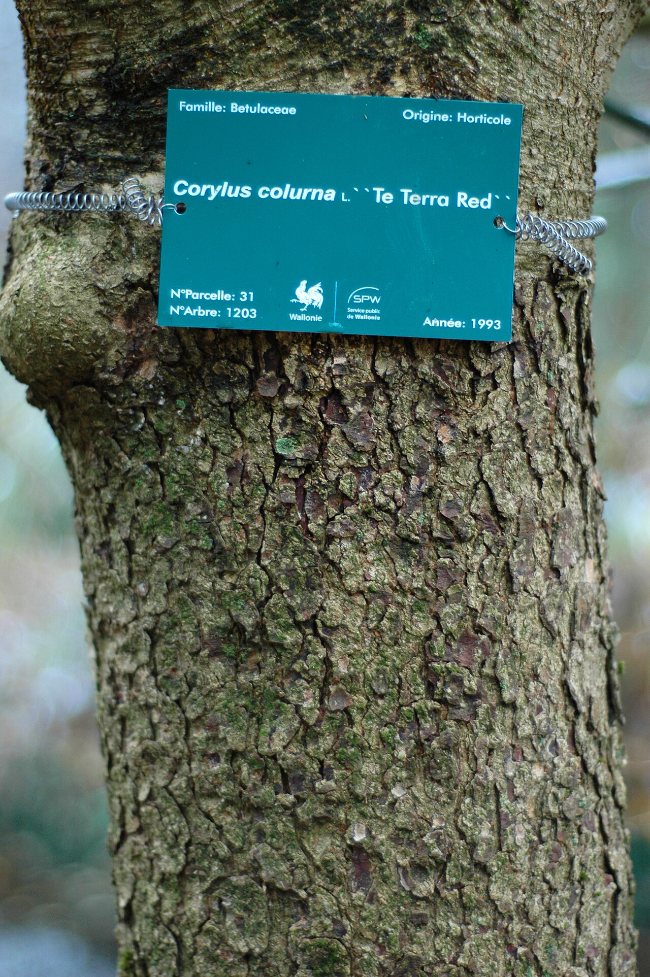 Medvjeđa lijeska (Corylus colurna), podloga za cijepljene sadnice stablašaste forme