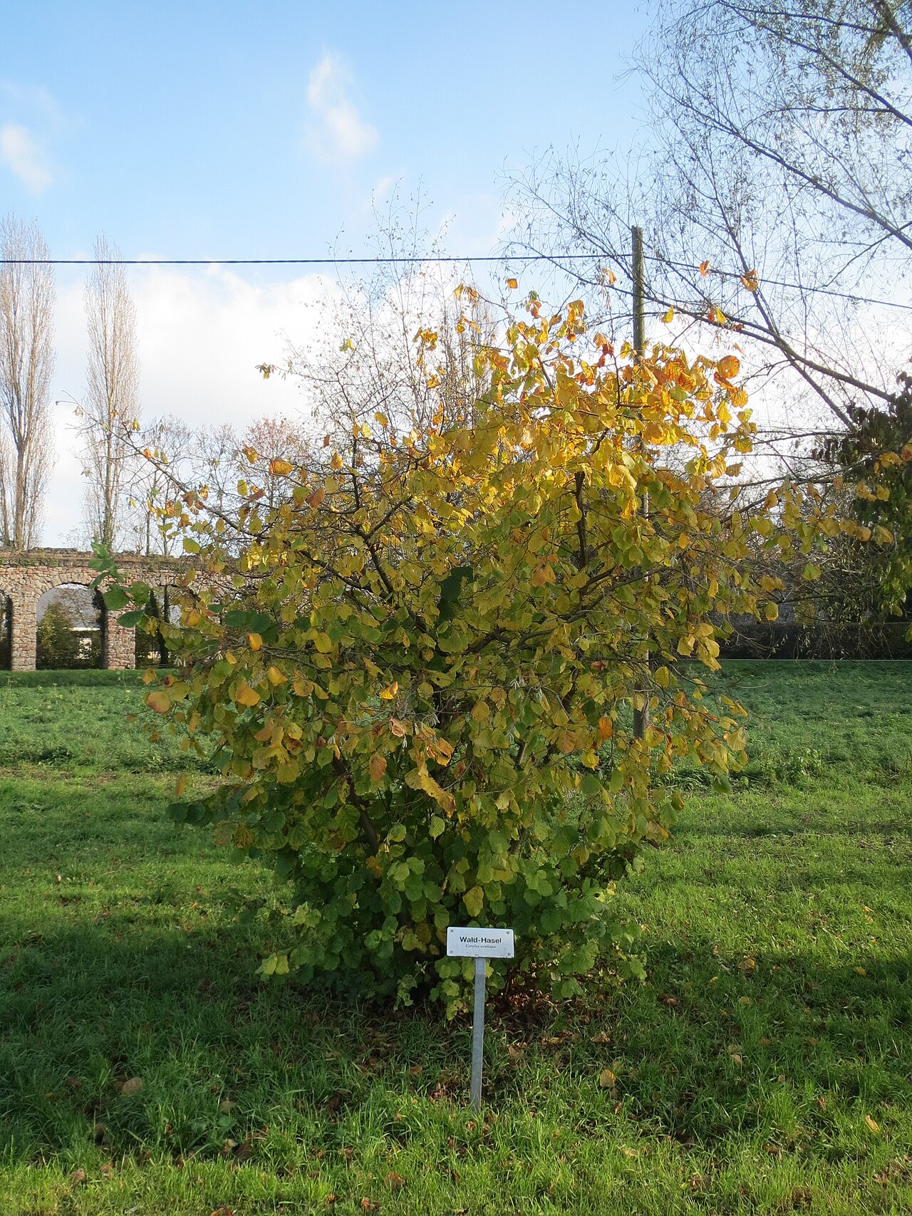 Grm lijeske (Corylus avellana) u jesenjem ruhu