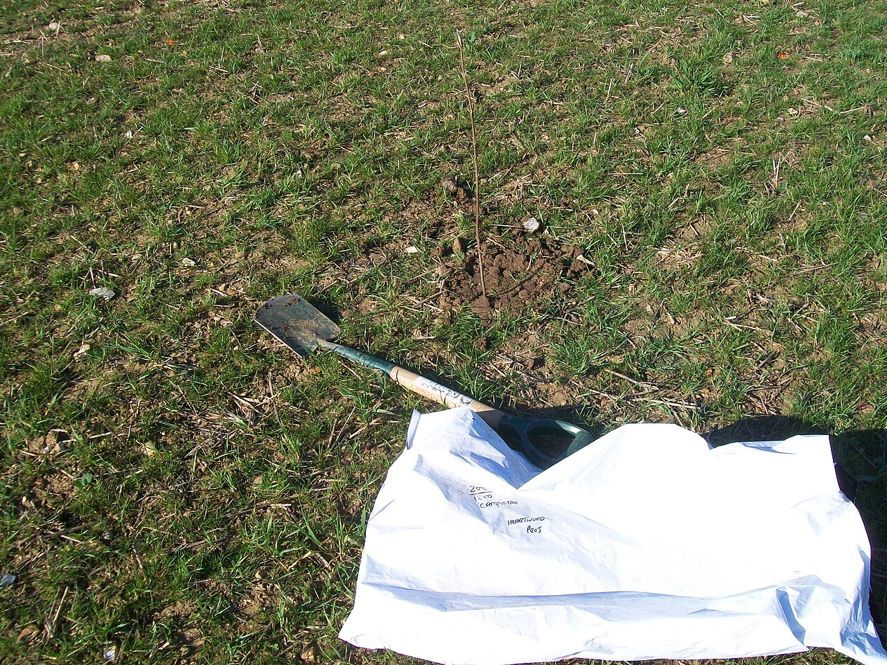 hazelnut sapling planting