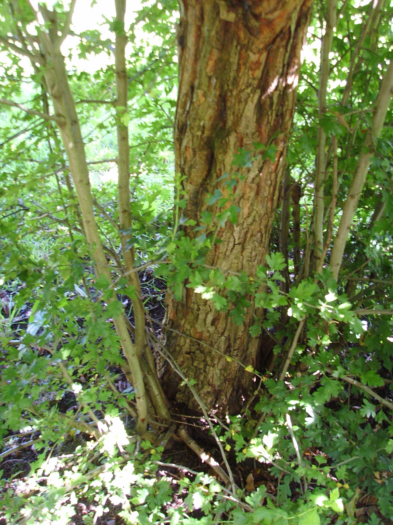 hazelnut tree trunk and suckers