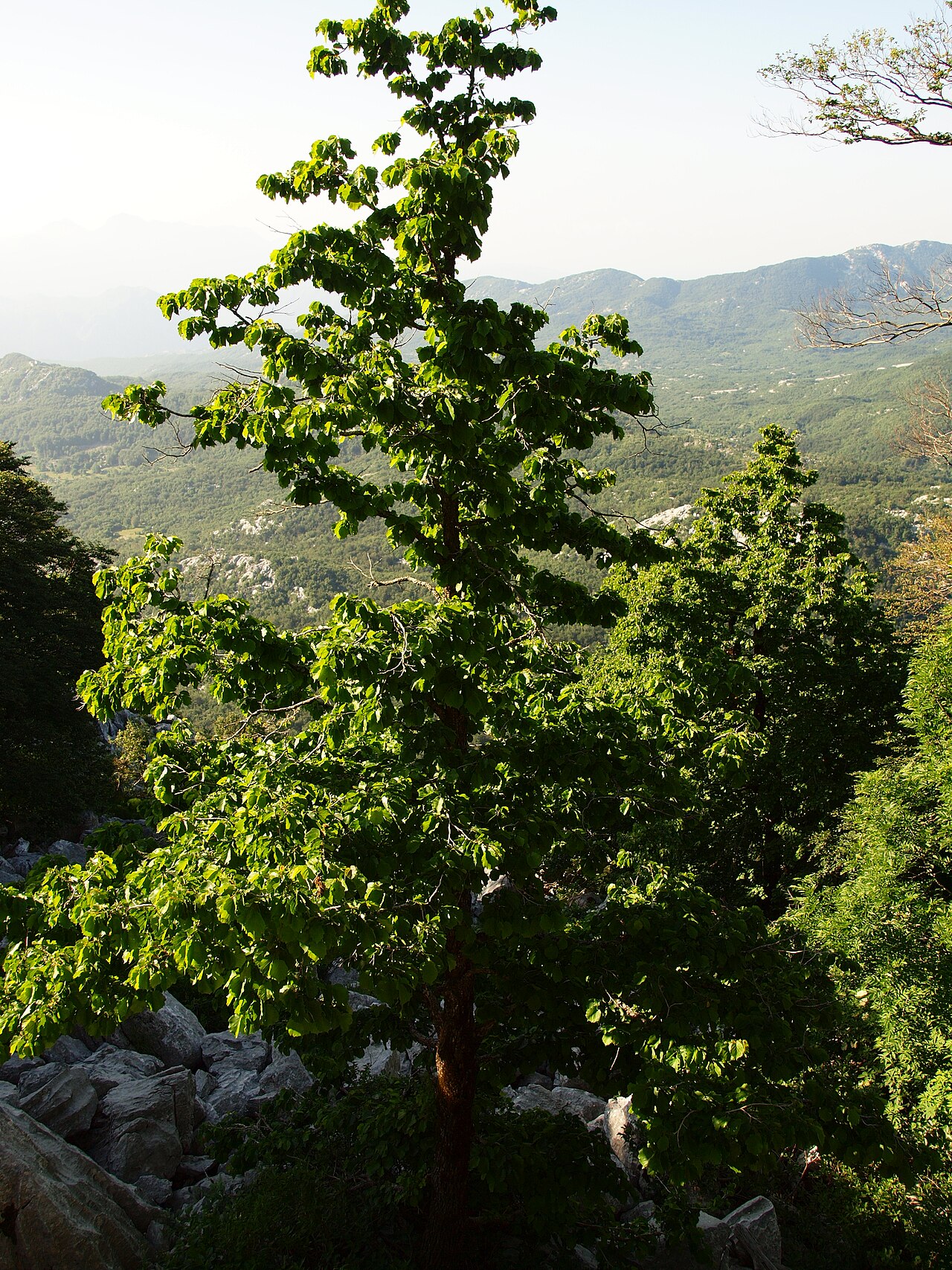Hazel nut tree in mountain landscape