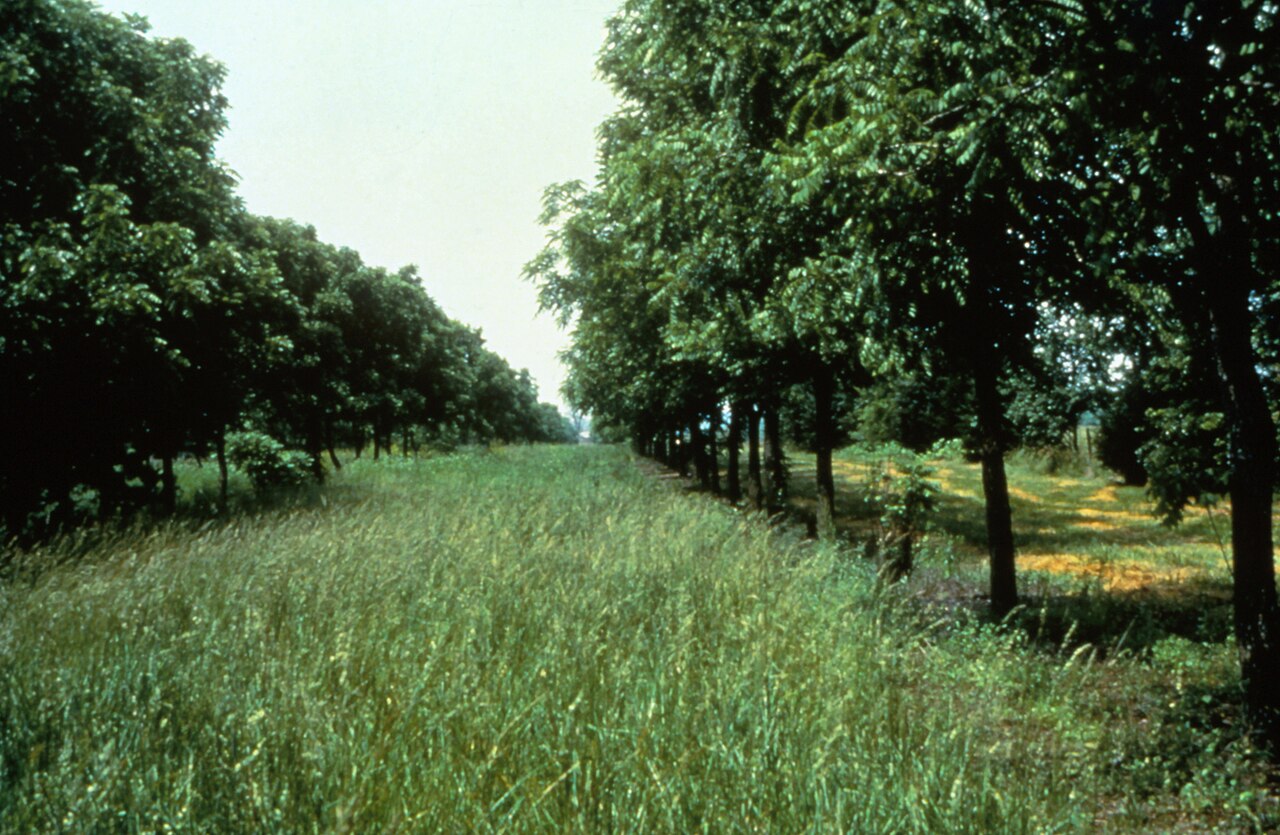 Sustav međuredne proizvodnje (alley cropping): drvenaste trajnice u redovima s usjevom u međurednom pojasu