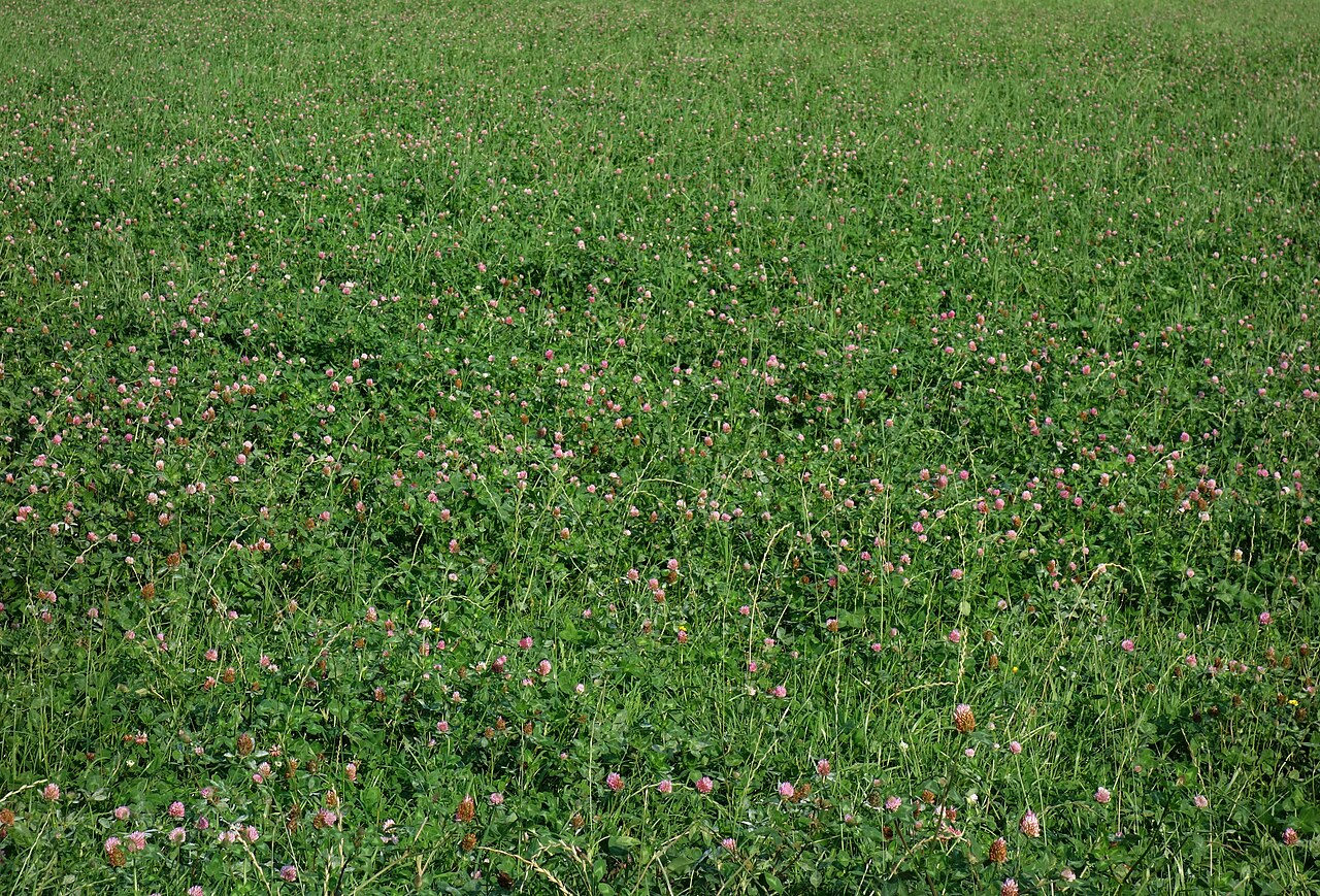 Polje crvene djeteline (Trifolium pratense), leguminoze koja fiksira dušik