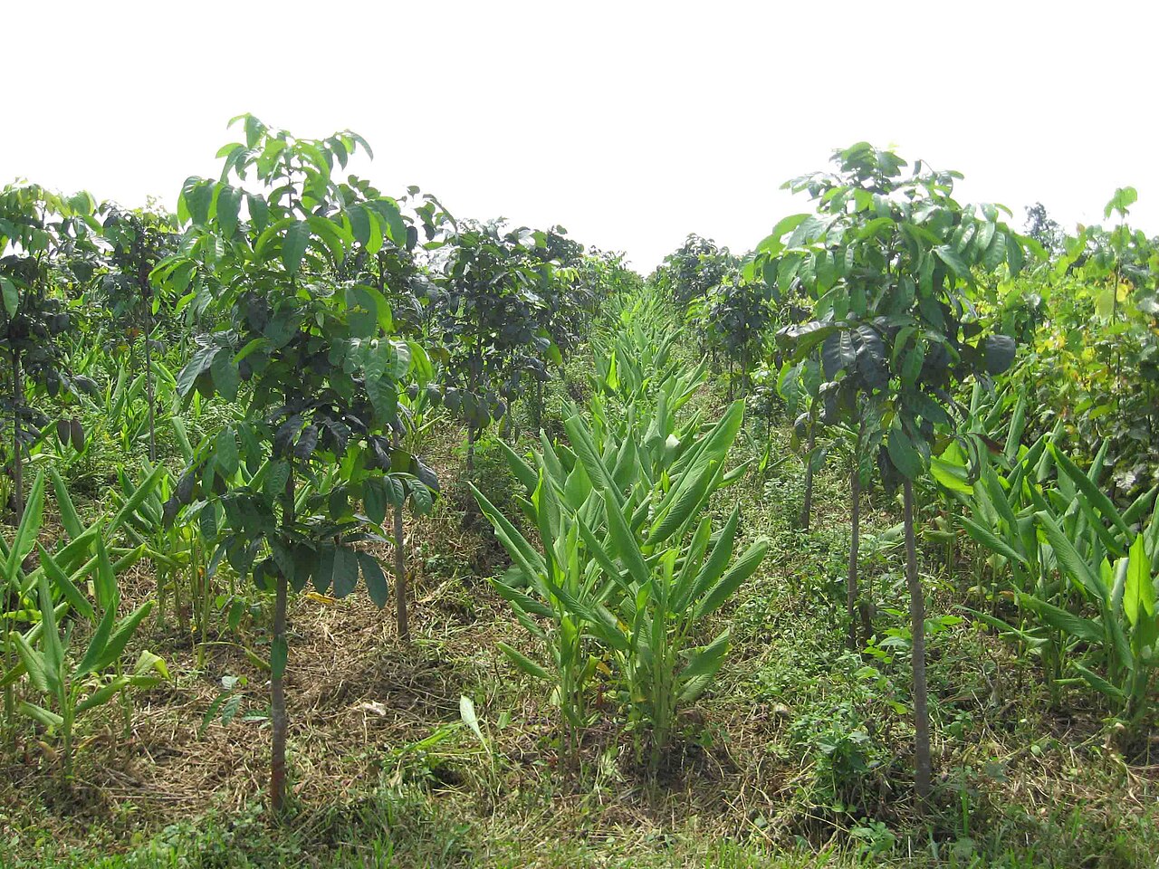 Intercropping of young trees and crops